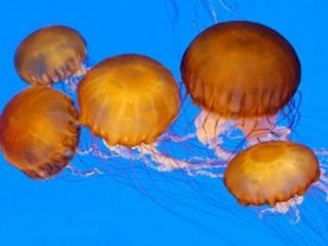 MedJelly, una app que localiza medusas en tiempo real