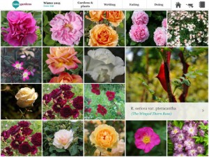 Crea una base de datos de tus plantas favoritas con Into Gardens