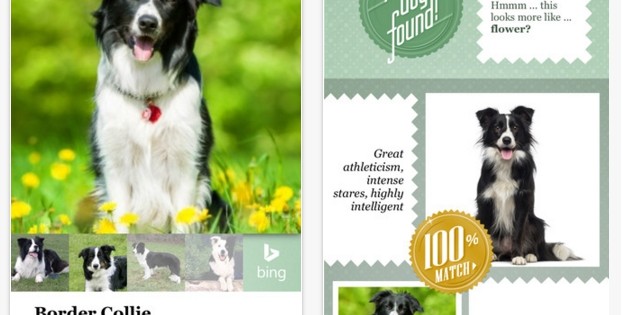 Microsoft crea una app que averigua la raza de tu perro solo con una foto