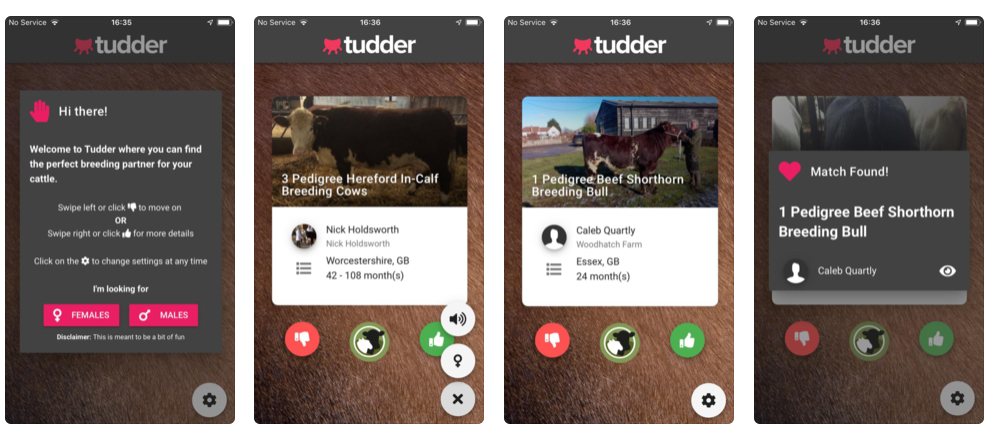 Las vacas también tienen su Tinder: Tudder