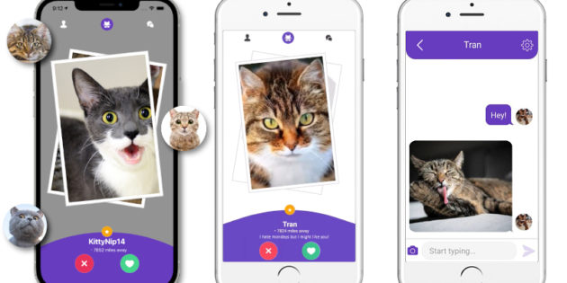 Kitty Nip, la app de dating donde ligas gracias a tu gato