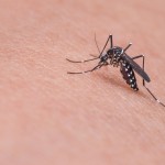 Brasil lanzará una app anti-zika para las Olimpiadas