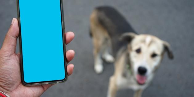 5 aplicaciones gratuitas que te ayudarán a entrenar a tu perro