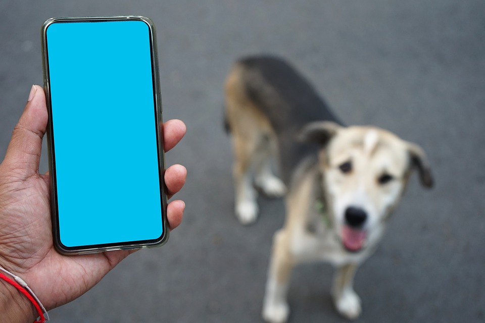 5 aplicaciones gratuitas que te ayudarán a entrenar a tu perro