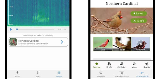 Esta app te dice de qué especie son los pájaros que se oyen desde tu balcón por su canto