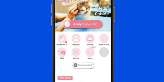 CatsMe!, la app que te permite saber si tu gato siente dolor