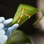 Un tatuaje electrónico permite medir el estado hídrico de las plantas en tiempo real