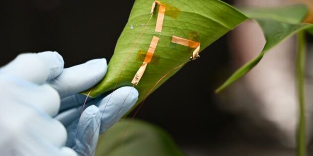 Un tatuaje electrónico permite medir el estado hídrico de las plantas en tiempo real